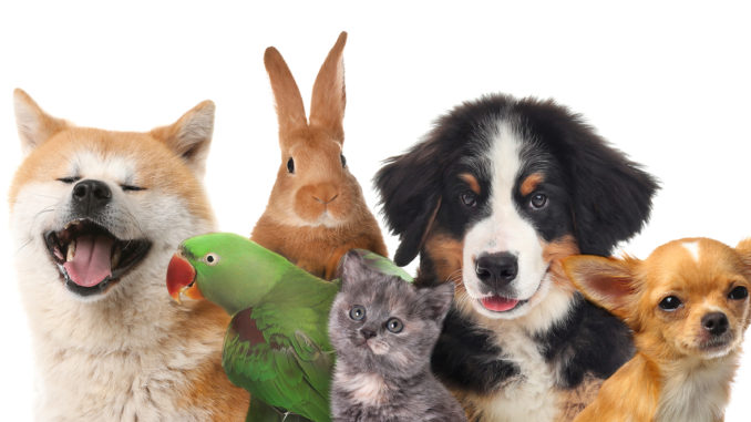 richmond virginia pets
